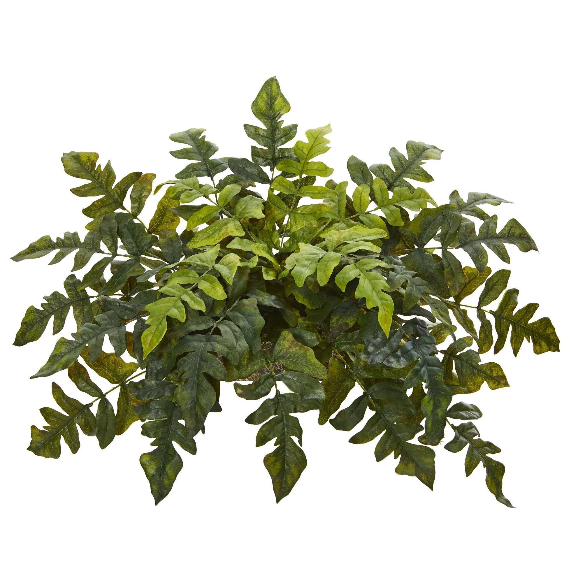 Holly Fern Bush