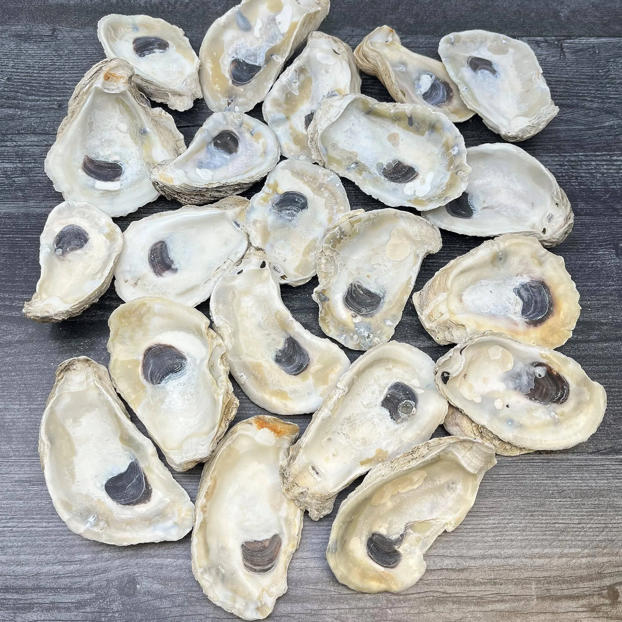 Oyster Shells, 3&#034; - 4&#034; Inch Large Oyster Shells for Crafts (20Pcs), Bulk Oyster 