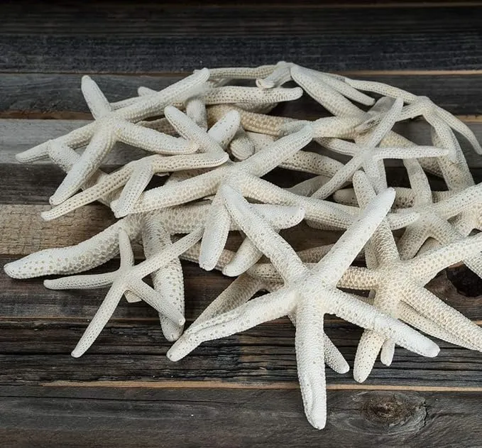 Starfish Decor - Star Fish for Craft - 15pk Uniquely Shaped 2-5" White Real Sea Stars - Beach Wedding Decor - Coastal Party Decorations - Seashell Decor - Shells for Crafts - Nautical Décor