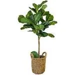 30 inch Green and Brown Fiddle Leaf Fig Artificial Tree in Basket