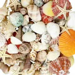 Weoxpr Mixed Sea Shells