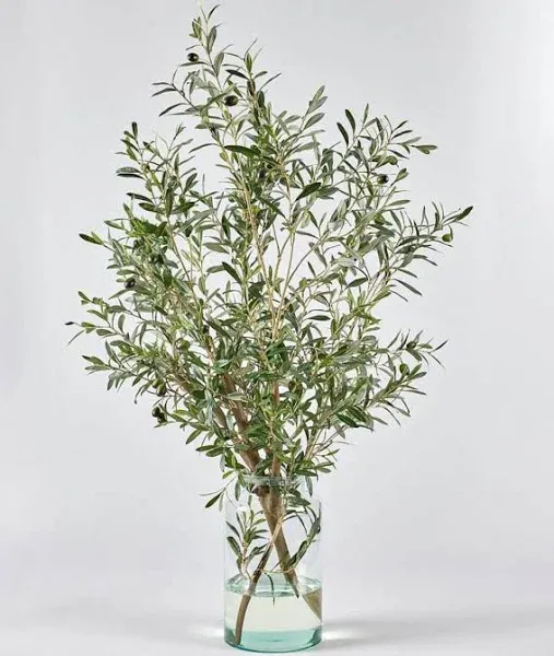 49" Hx37 W Olive Tree Branch Silk Arrangement w/Glass Vase -2 Tone Green