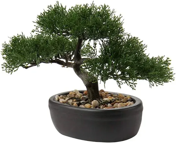 Bonsai Tree