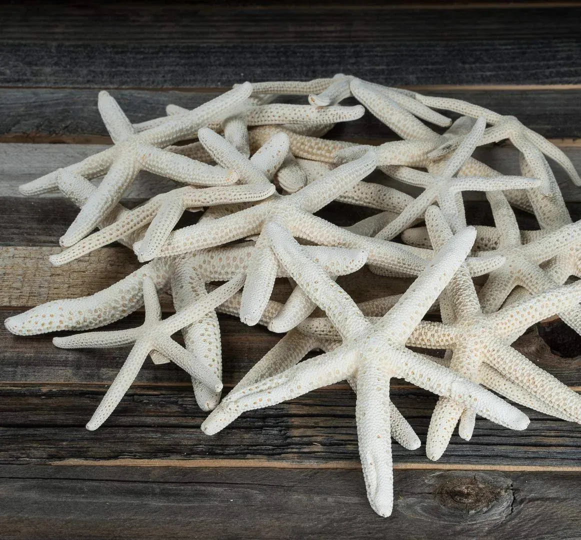 Finger Starfish | 15 Imperfect White Finger Starfish 2&#034;-5&#034; | Craft &amp; Decor