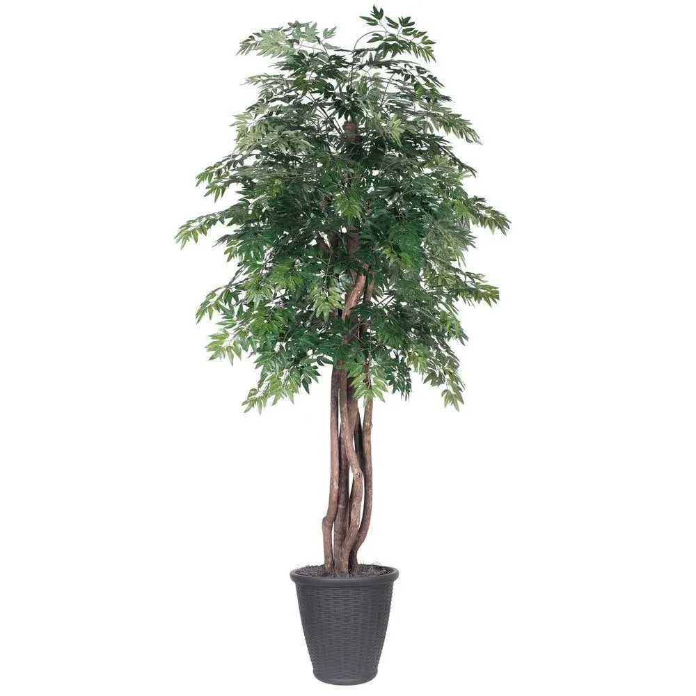 Vickerman 6' Artificial Ming Aralia Executive Tree, Gray Round Plastic Container.