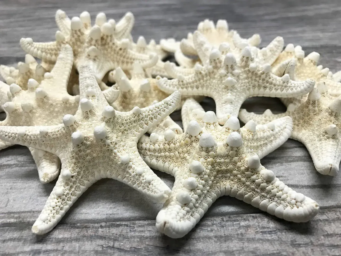 Knobby Starfish | 12 Knobby Starfish White 3&#034; to 4&#034;